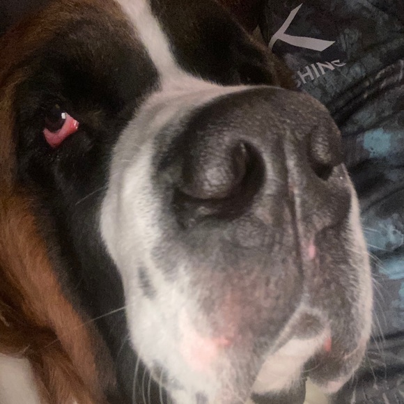 Meet your Posher, Jacob - Picture 1 of 1